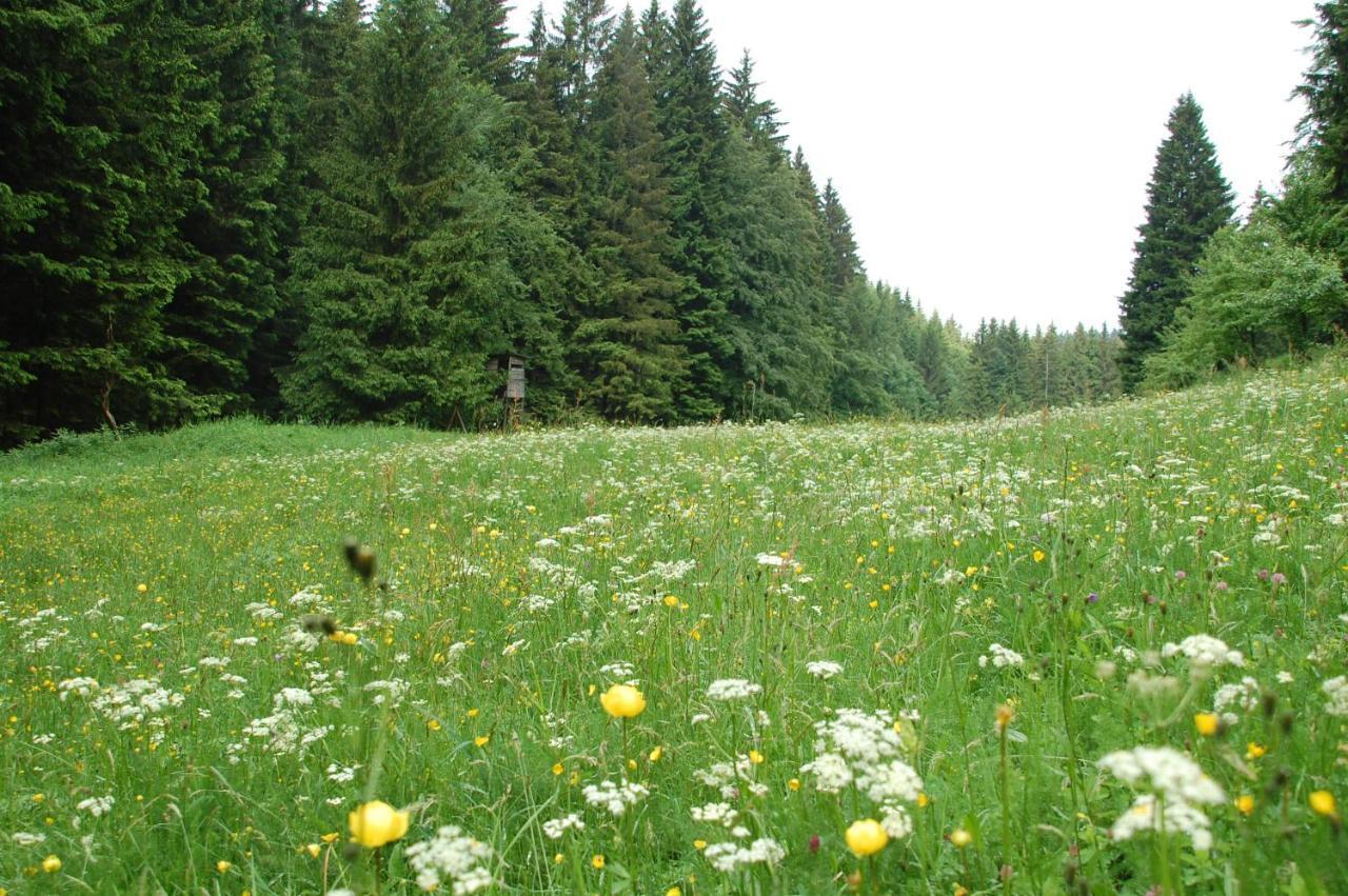 Ferienwohnung Reifberg الميناو الغرفة الصورة